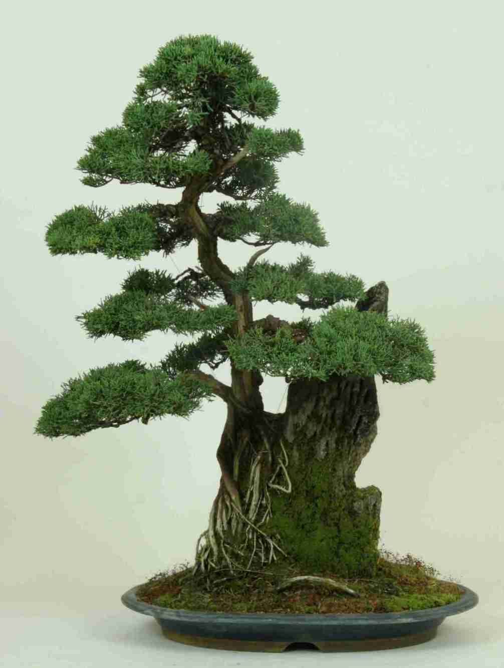 Gallery of Styled Bonsai Trees from LV Bonsai