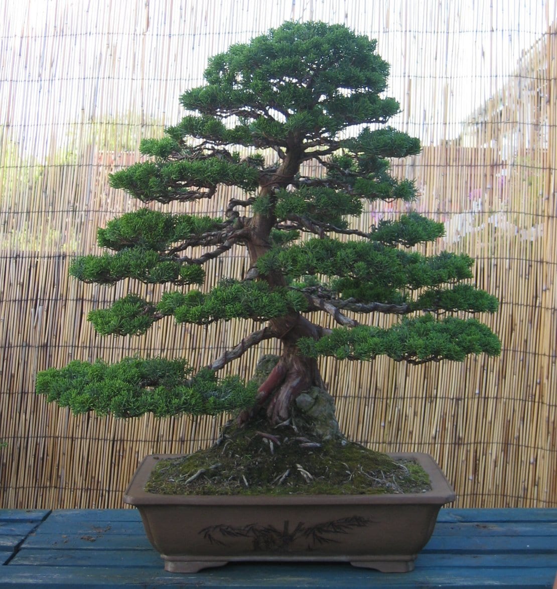 Japanese Sargentii Juniper Over Rock. - LV Bonsai