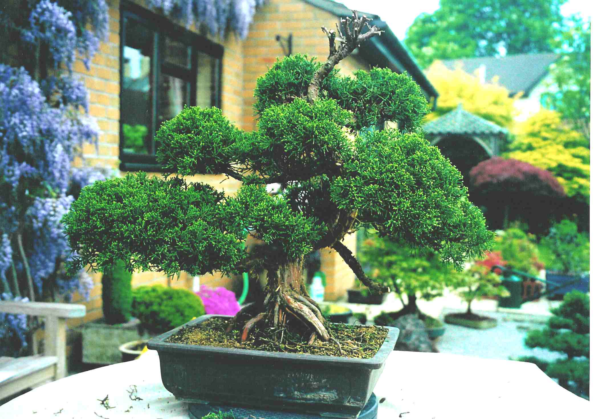 Japanese Sargentii Juniper with Shari - LV Bonsai