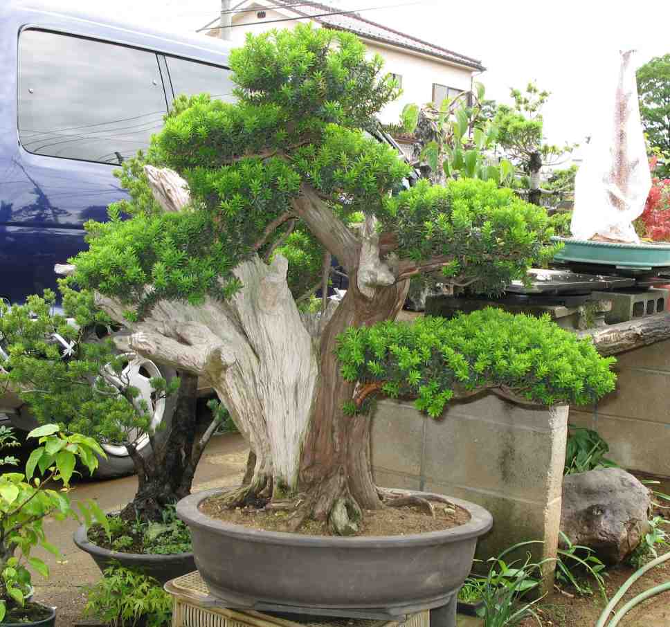 Japanese Yew  LV Bonsai 