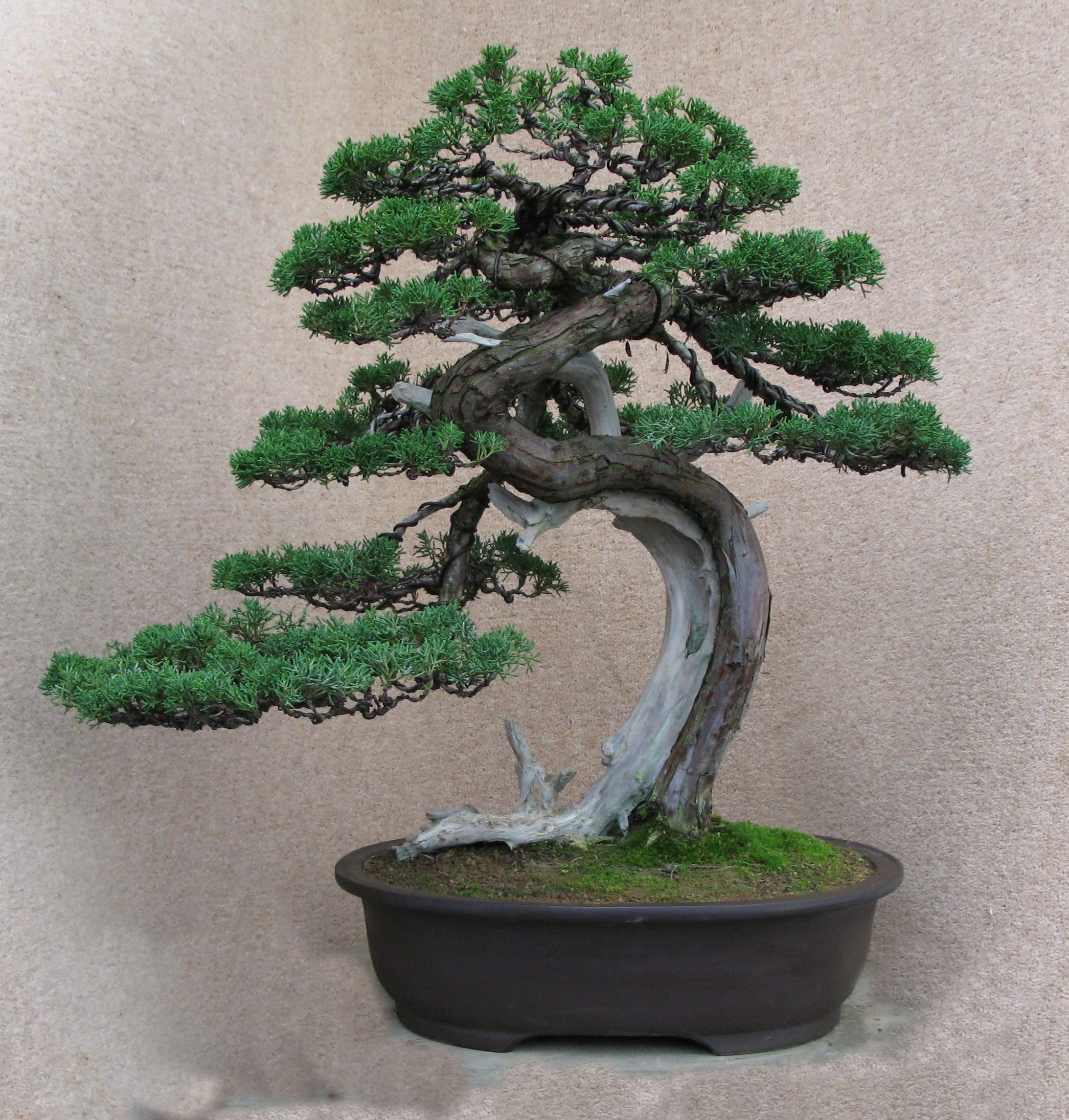 Gallery of Styled Bonsai Trees from LV Bonsai